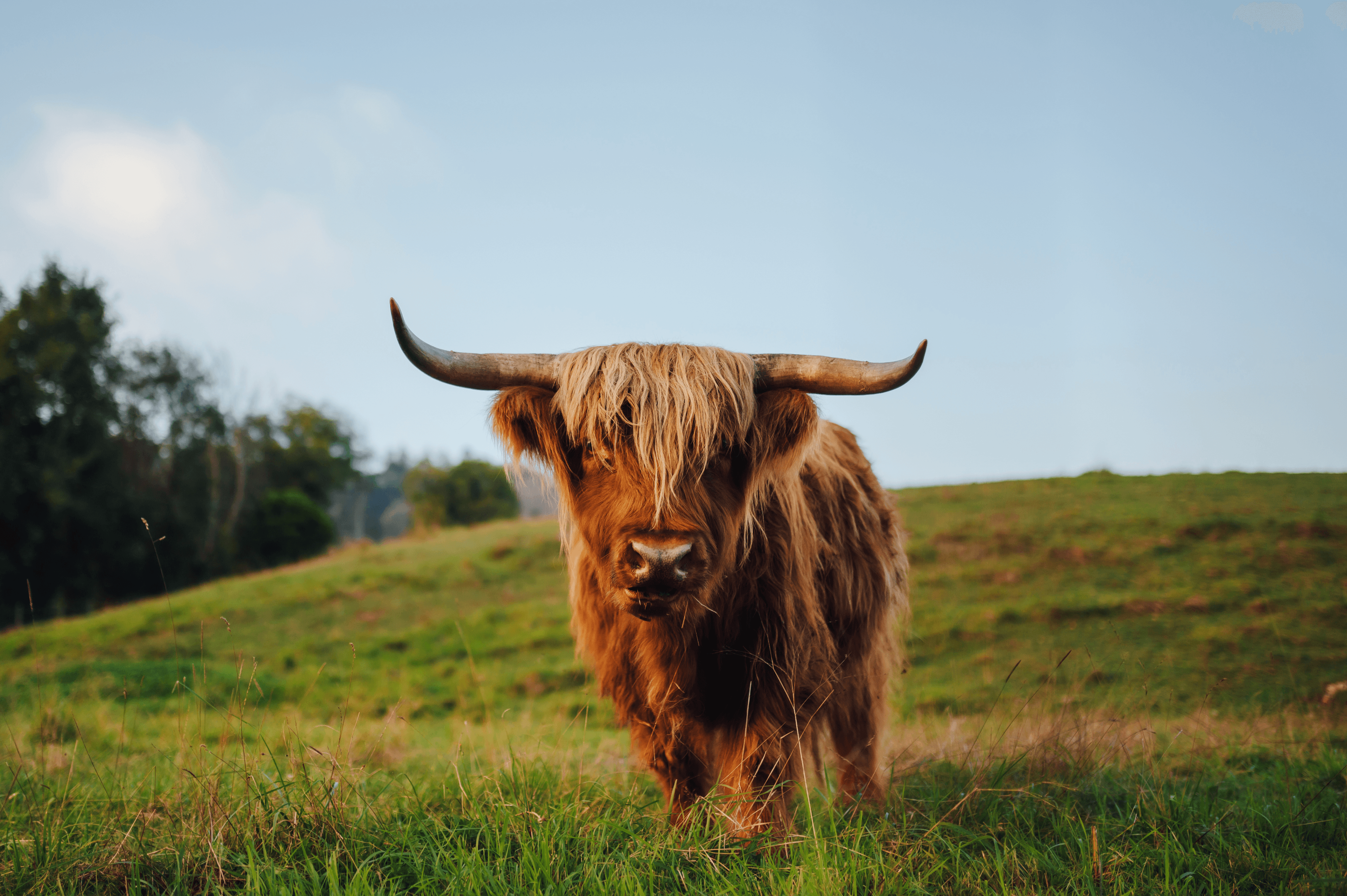 yak
